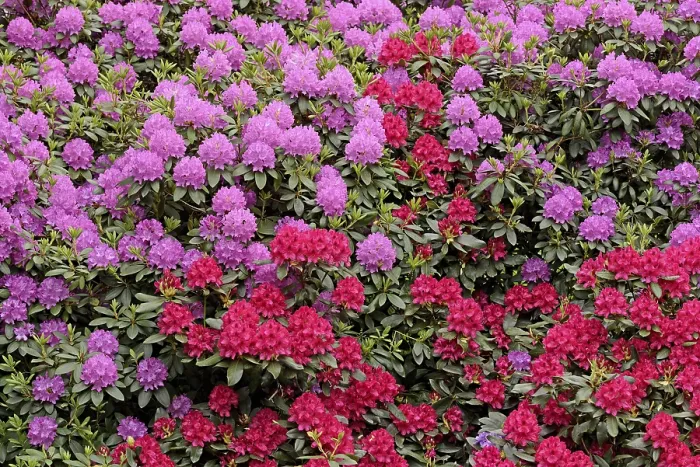 Framed Print : Rhododendron Park Bad Sassendorf Framed Print : Rhododendron Park Bad Sassendorf