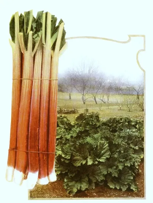 Framed Print : Rhubarb, stems and leaves, plant Framed Print : Rhubarb, stems and leaves, plant
