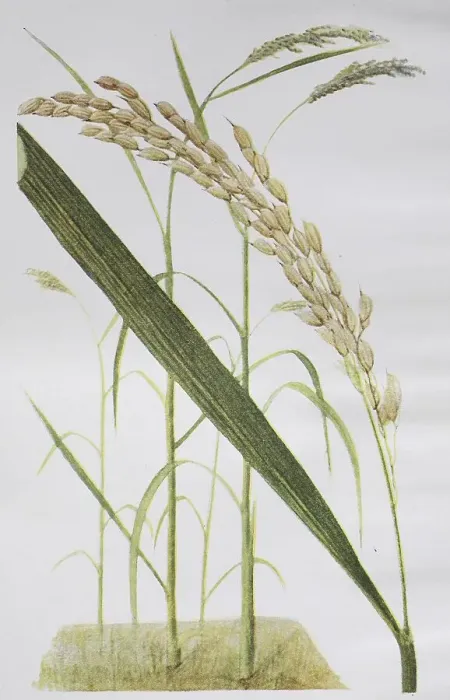 Framed Print : Rice, asian rice (Oryza sativa)