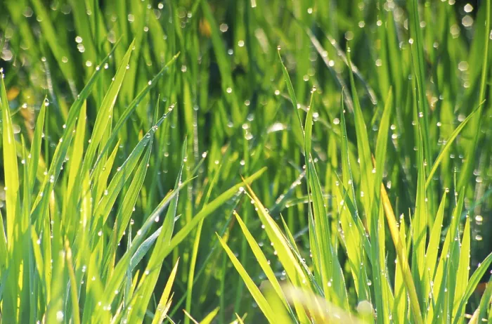 Framed Print : Rice crops in with dew drops, India Framed Print : Rice crops in with dew drops, India