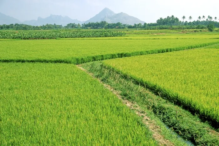 Framed Print : Rice field