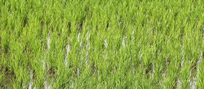 Framed Print : Rice field in countryside of India