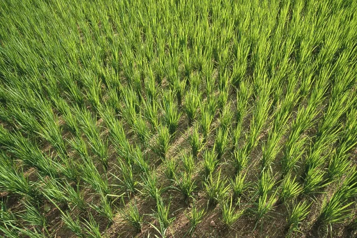 Framed Print : Rice field, kudal, maharashtra, india