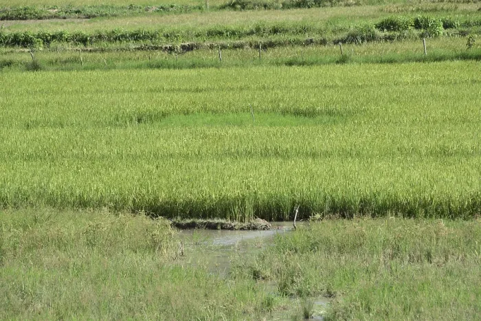 Framed Print : Rice field (Oryza &lt,  / i&gt, sp)