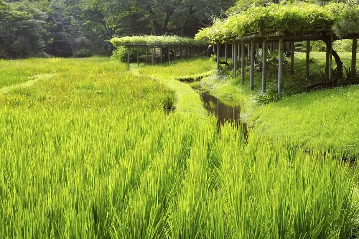 Framed Print : Rice field with water channel and wisteria bushes behind
