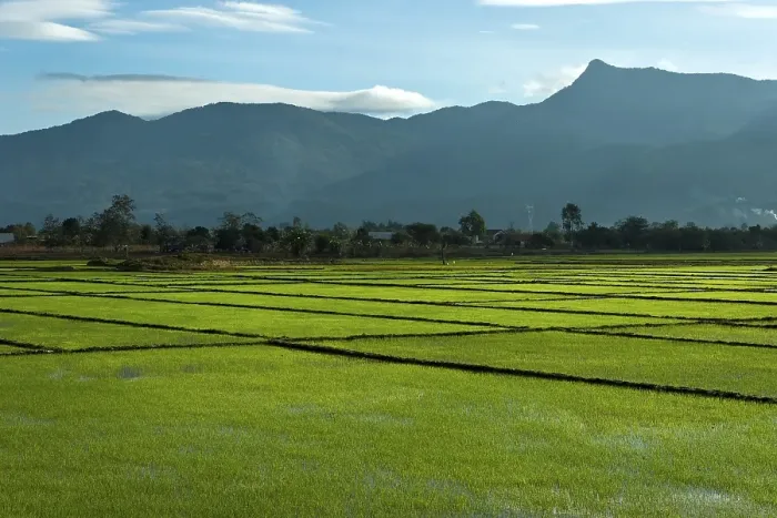 Framed Print : Rice fields and mountains, Vietnam Framed Print : Rice fields and mountains, Vietnam