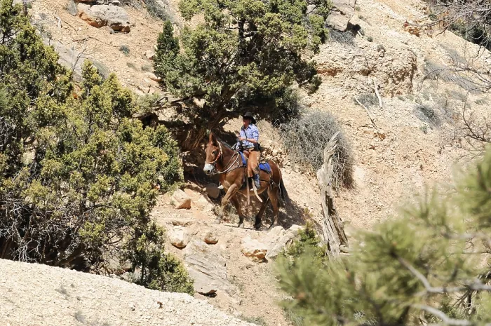 Framed Print : A rider on a horse makes his way through wooded