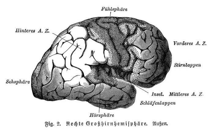 Framed Print : Right cerebral hemisphere, exterior Framed Print : Right cerebral hemisphere, exterior