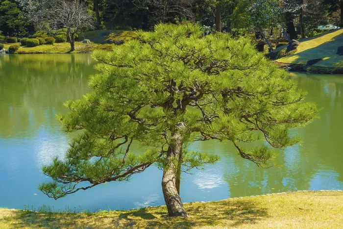 Framed Print : Rikugien trees image of the (Japanese garden)