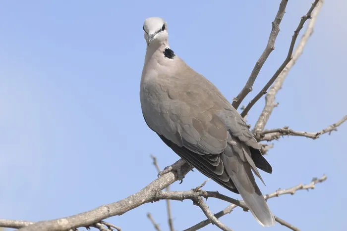 Framed Print : Ring-necked Dove (Streptopelia capicola)
