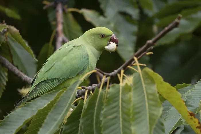 Framed Print : Ring-necked or Rose-ringed parakeet (Psittacula krameri) Framed Print : Ring-necked or Rose-ringed parakeet (Psittacula krameri)