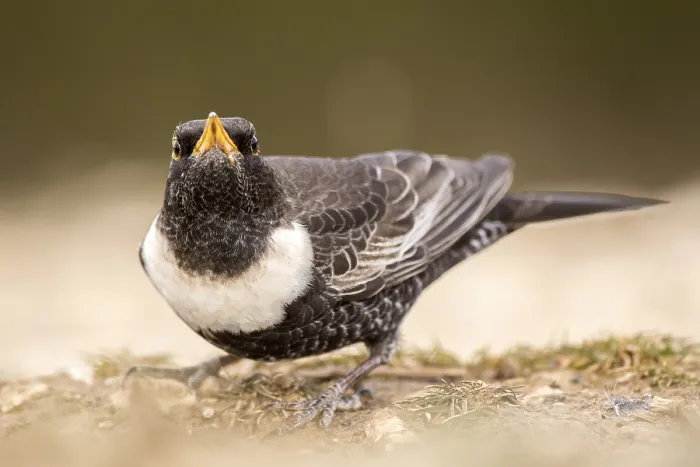 Framed Print : Ring Ouzel (Turdus torquatus) male