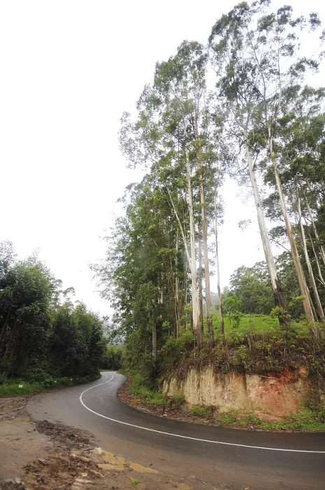 Framed Print : Ring road and trees at, Munnar, Kerala, India