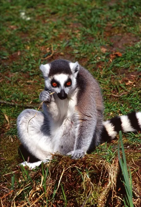 Framed Print : Ring tailed lemur