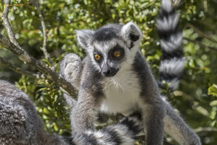 Framed Print : Ring-tailed (Lemur catta) lemurs foraging in tree Framed Print : Ring-tailed (Lemur catta) lemurs foraging in tree