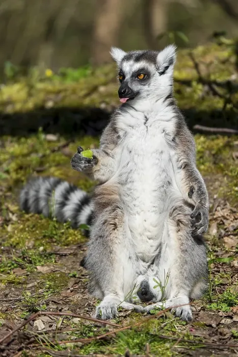 Framed Print : Ring-tailed lemur (Lemur catta) Framed Print : Ring-tailed lemur (Lemur catta)