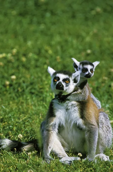 Framed Print : Ring Tailed Lemur (lemur catta)