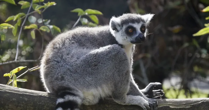 Framed Print : Ring Tailed Lemur, lemur catta Framed Print : Ring Tailed Lemur, lemur catta