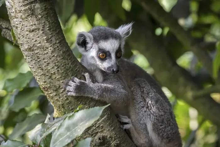 Framed Print : Ring-tailed lemur (Lemur catta) climbing in tree in forest, primate native to Madagascar