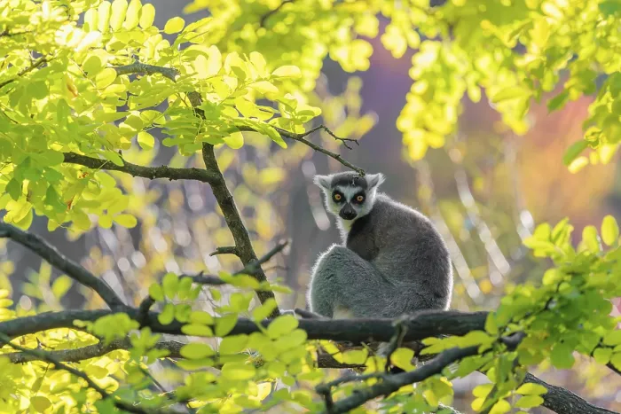 Framed Print : A ring-tailed lemur (Lemur catta) sits on a branch high up in a tree against the light on a sunny day