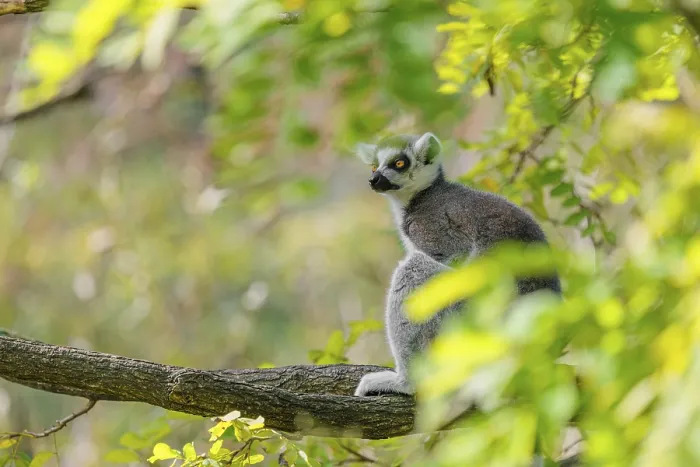 Framed Print : A ring-tailed lemur (Lemur catta) sits high up in a tree on a branch between fresh green leaves Framed Print : A ring-tailed lemur (Lemur catta) sits high up in a tree on a branch between fresh green leaves