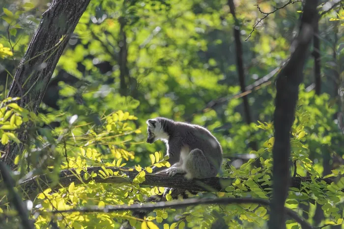 Framed Print : A ring-tailed lemur (Lemur catta) sits on a sunny day high up in a tree on a branch between fresh green leaves