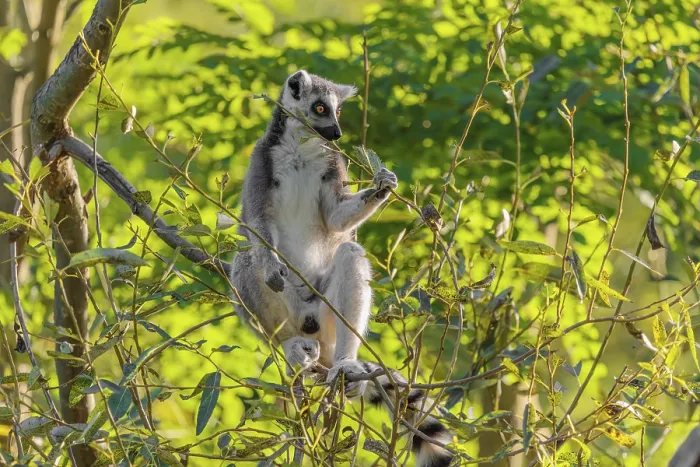 Framed Print : A ring-tailed lemur (Lemur catta) sits on a sunny day high up in a tree eating fresh green leaves