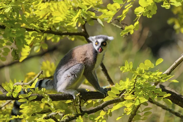 Framed Print : A ring-tailed lemur (Lemur catta) sits on a sunny day high up in a tree among fresh green leaves Framed Print : A ring-tailed lemur (Lemur catta) sits on a sunny day high up in a tree among fresh green leaves