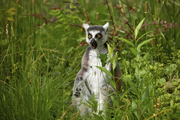 Framed Print : Ring-tailed lemur (Lemur catta) in zoo
