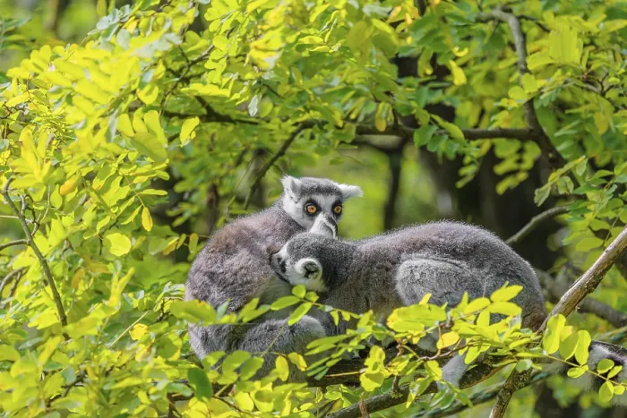 Framed Print : Two ring-tailed lemurs (Lemur catta) Framed Print : Two ring-tailed lemurs (Lemur catta)