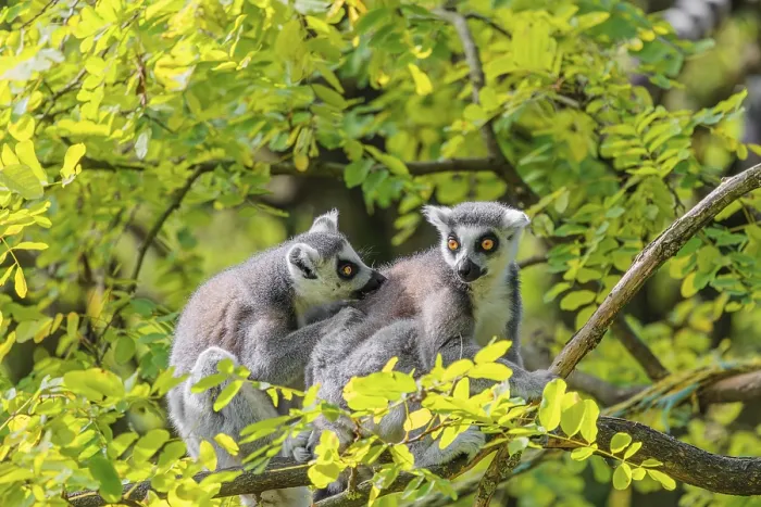 Framed Print : Two ring-tailed lemurs (Lemur catta) Framed Print : Two ring-tailed lemurs (Lemur catta)