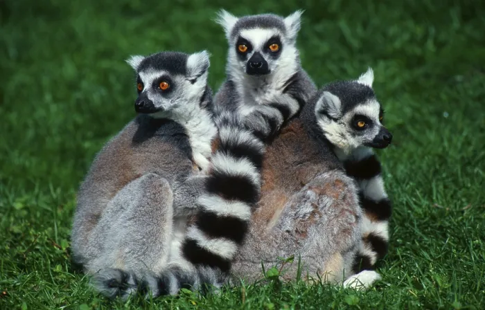 Framed Print : Ring-tailed Lemurs (Lemur catta) Framed Print : Ring-tailed Lemurs (Lemur catta)