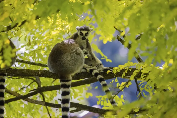 Framed Print : Three ring-tailed lemurs (Lemur catta) sitting in a tree with fresh green leaves Framed Print : Three ring-tailed lemurs (Lemur catta) sitting in a tree with fresh green leaves