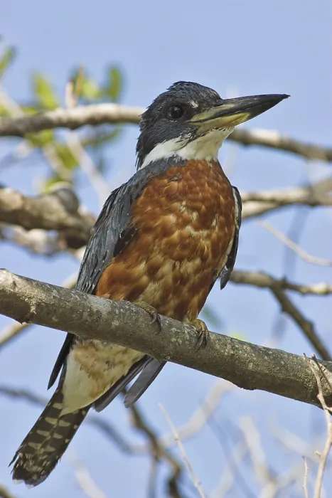 Framed Print : Ringed Kingfisher (Megaceryle torquata)