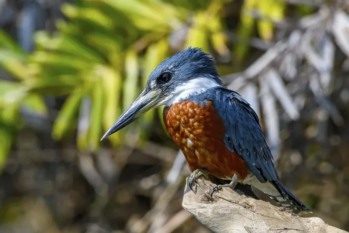 Framed Print : Ringed kingfisher (Megaceryle torquata)
