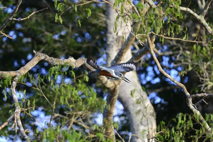 Framed Print : Ringed kingfisher (Megaceryle torquata) in flight Framed Print : Ringed kingfisher (Megaceryle torquata) in flight