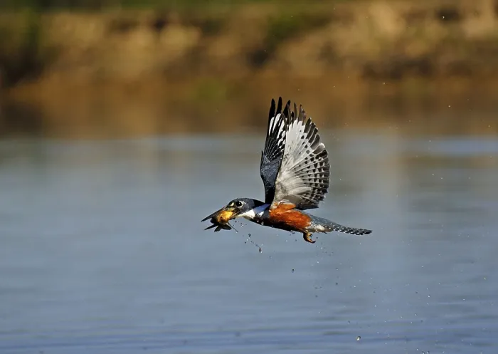 Framed Print : Ringed Kingfisher (Megaceryle torquata) with prey