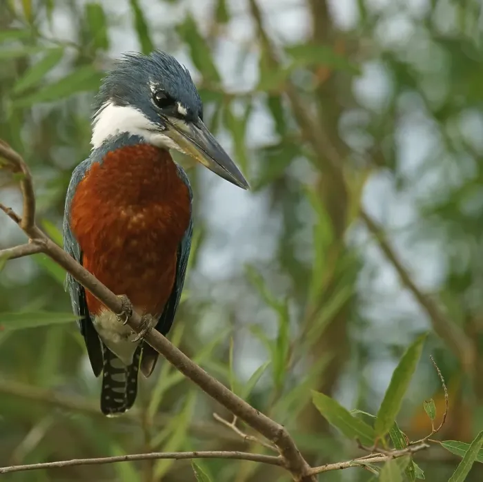 Framed Print : Ringed Kingfisher (Megaceryle torquata) sitting on branch
