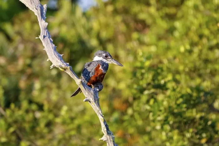 Framed Print : Ringed Kingfisher perched on a bare branch in sunlight against defocused trees Framed Print : Ringed Kingfisher perched on a bare branch in sunlight against defocused trees
