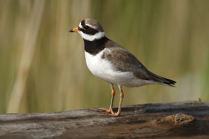 Framed Print : Ringed Plover (Charadrius hiaticula)