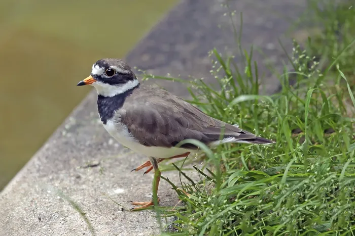 Framed Print : Ringed Plover (Charadrius hiaticula)
