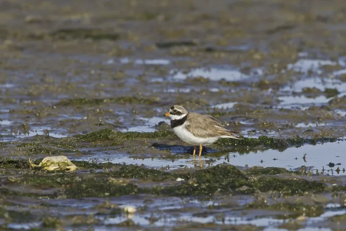 Framed Print : Ringed plover on the mudflats next to a dead crab (Charadrius hiaticula) Framed Print : Ringed plover on the mudflats next to a dead crab (Charadrius hiaticula)