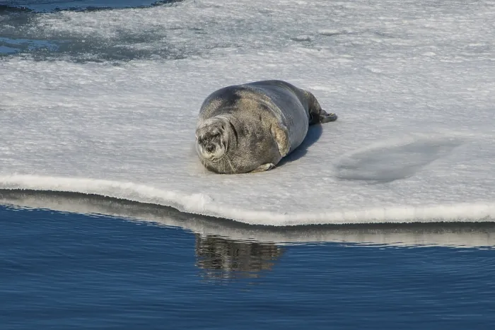 Framed Print : Ringed seal (Pusa hispida) lying on an ice floe Framed Print : Ringed seal (Pusa hispida) lying on an ice floe