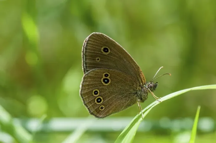 Framed Print : Ringlet (Aphantopus hyperanthus)