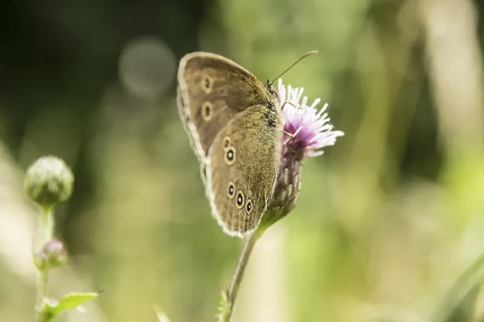 Framed Print : Ringlet (Aphantopus hyperantus)