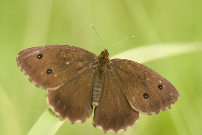 Framed Print : The Ringlet (Aphantopus hyperantus)