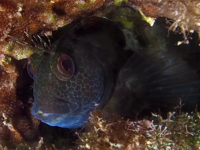 Framed Print : A ringneck blenny (Parablennius pilicornis)