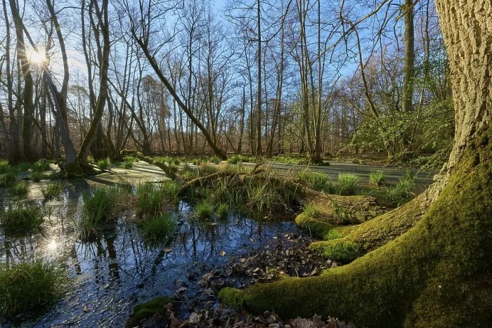 Framed Print : Riparian forest, moss-covered tree at a swampy waterway in a sunlit forest