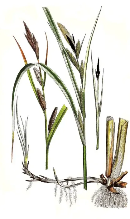 Framed Print : Riparian sedge (Carex) riparia Framed Print : Riparian sedge (Carex) riparia