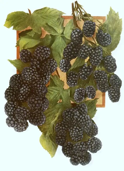 Framed Print : Ripe blackberries on a bush, digitally processed reproduction of a watercolour drawing from 1856